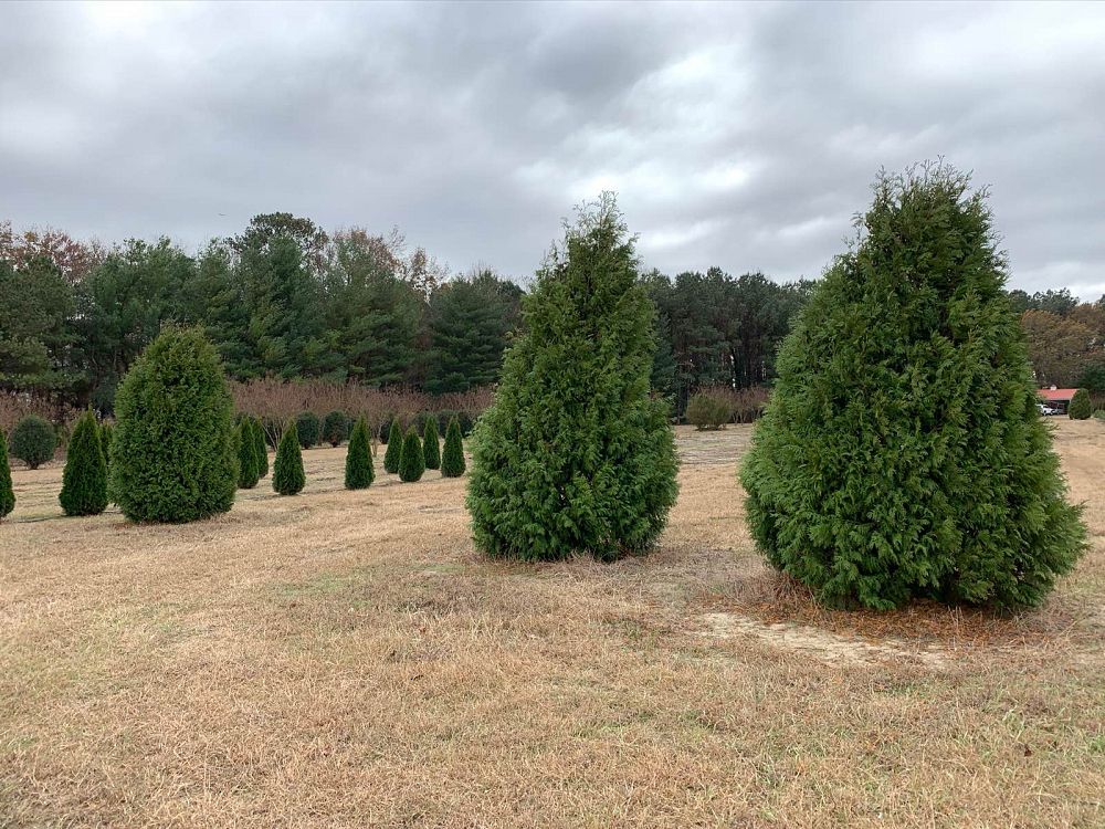 thuja-occidentalis-nigra-arborvitae-dark-american-false-white-cedar