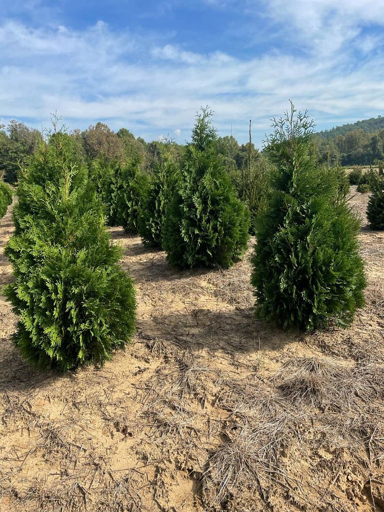 thuja-occidentalis-nigra-arborvitae-dark-american-false-white-cedar