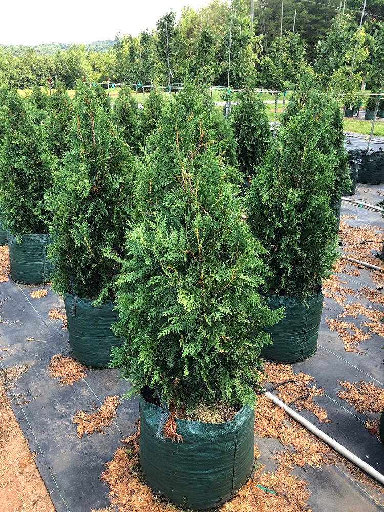thuja-occidentalis-nigra-arborvitae-dark-american-false-white-cedar