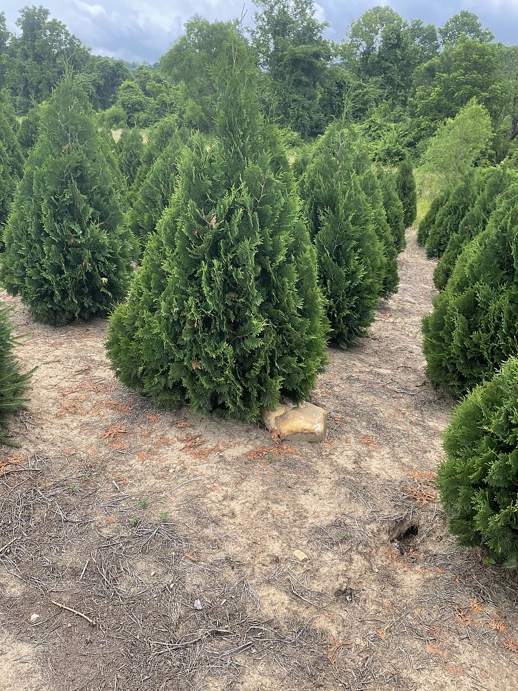 thuja-occidentalis-nigra-arborvitae-dark-american-false-white-cedar