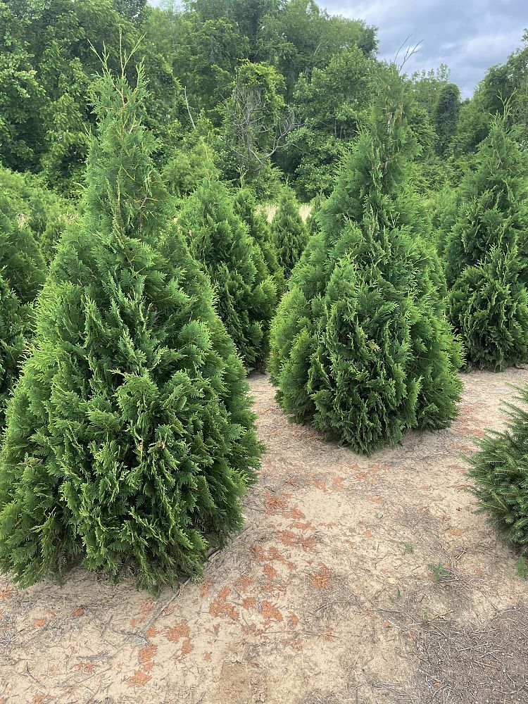 thuja-occidentalis-nigra-arborvitae-dark-american-false-white-cedar