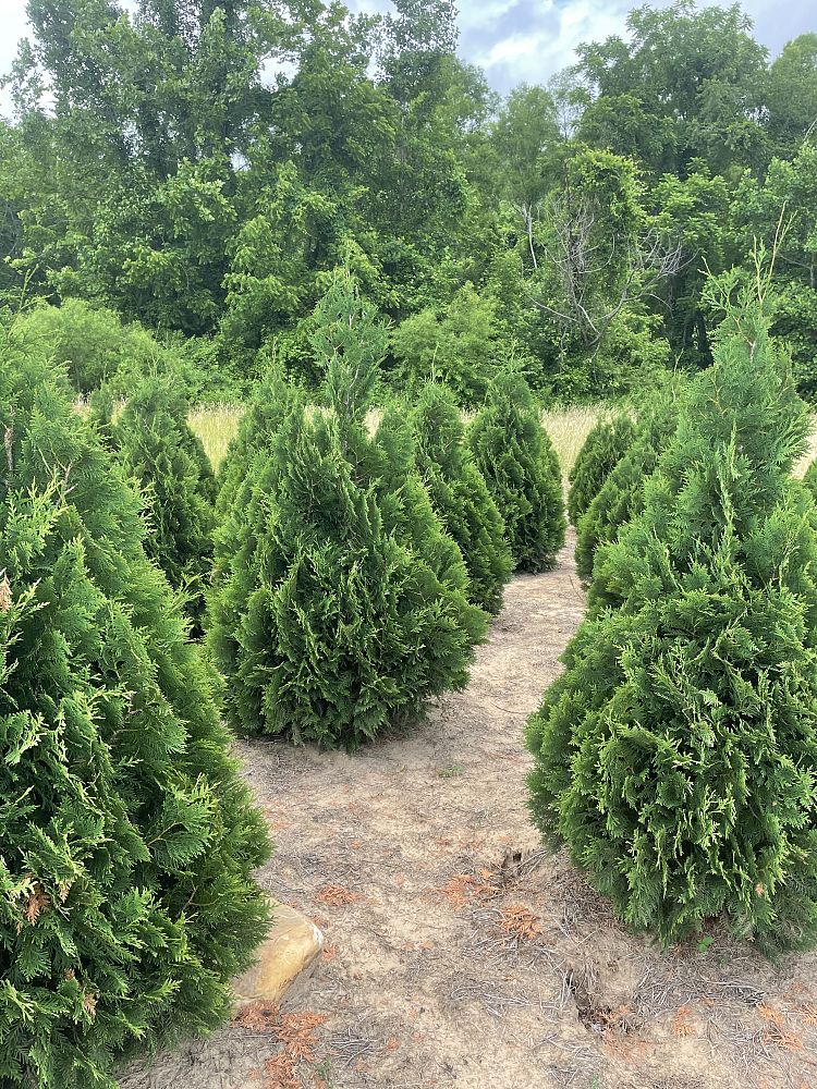 thuja-occidentalis-nigra-arborvitae-dark-american-false-white-cedar