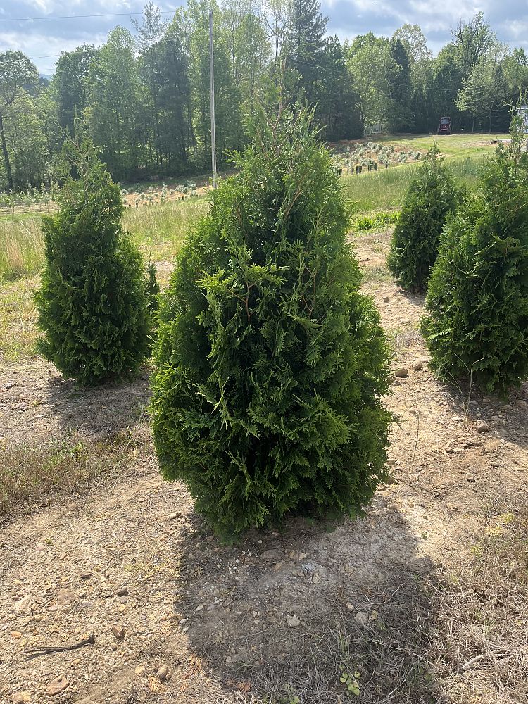 thuja-occidentalis-nigra-arborvitae-dark-american-false-white-cedar