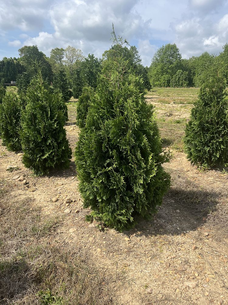 thuja-occidentalis-nigra-arborvitae-dark-american-false-white-cedar