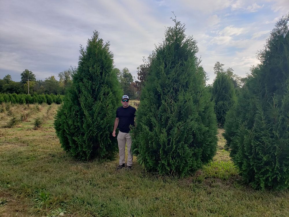 thuja-occidentalis-nigra-arborvitae-dark-american-false-white-cedar