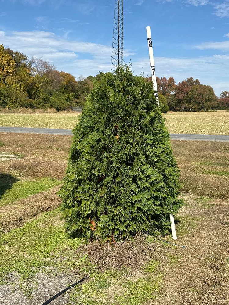 thuja-occidentalis-nigra-arborvitae-dark-american-false-white-cedar
