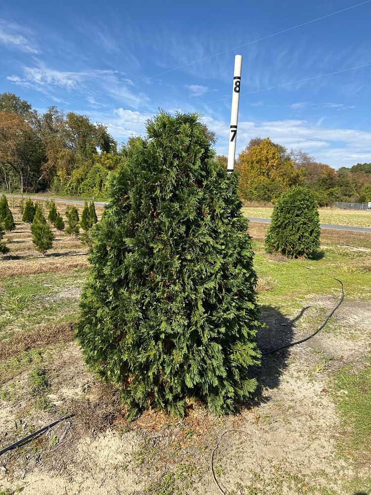 thuja-occidentalis-nigra-arborvitae-dark-american-false-white-cedar