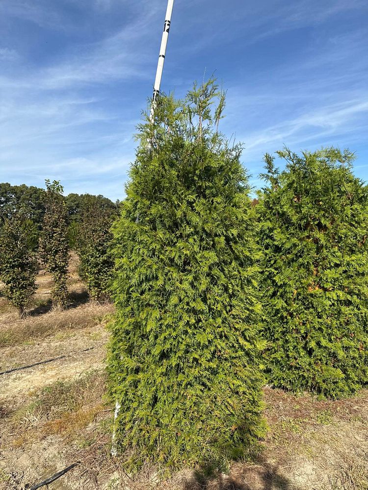 thuja-occidentalis-nigra-arborvitae-dark-american-false-white-cedar