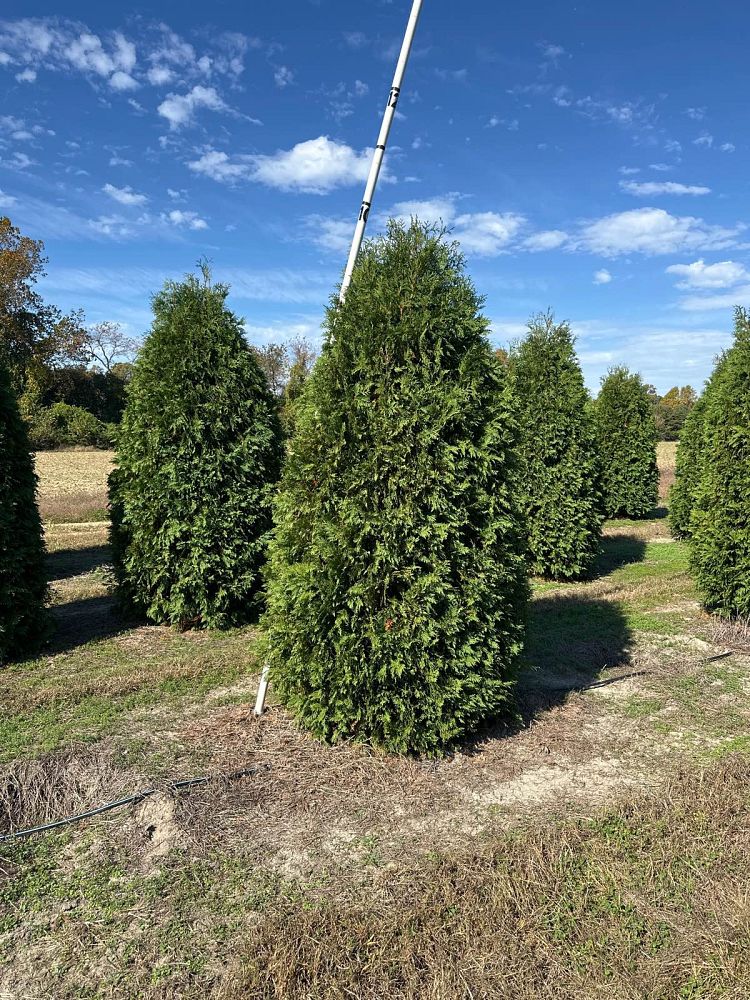 thuja-occidentalis-nigra-arborvitae-dark-american-false-white-cedar