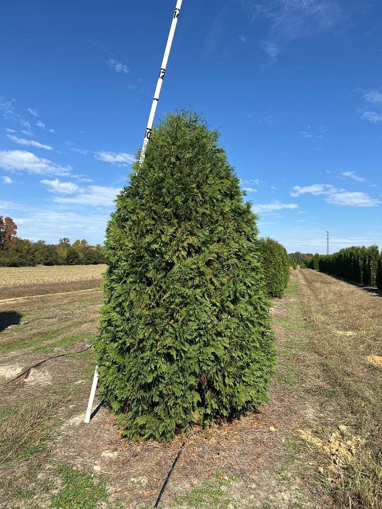 thuja-occidentalis-nigra-arborvitae-dark-american-false-white-cedar