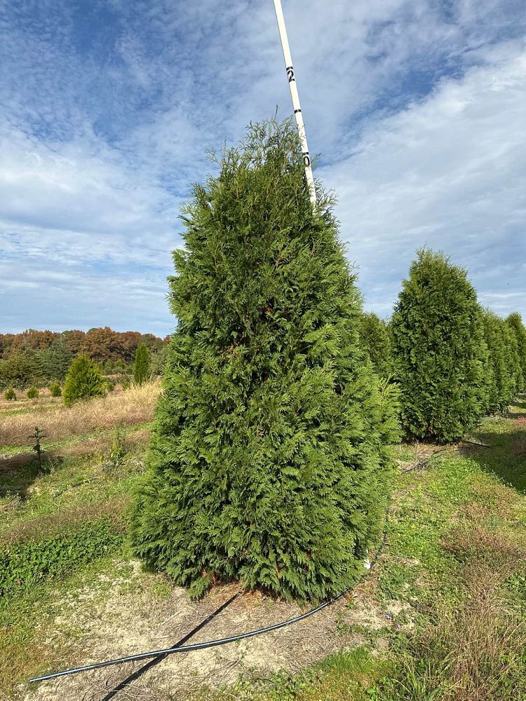 thuja-occidentalis-nigra-arborvitae-dark-american-false-white-cedar