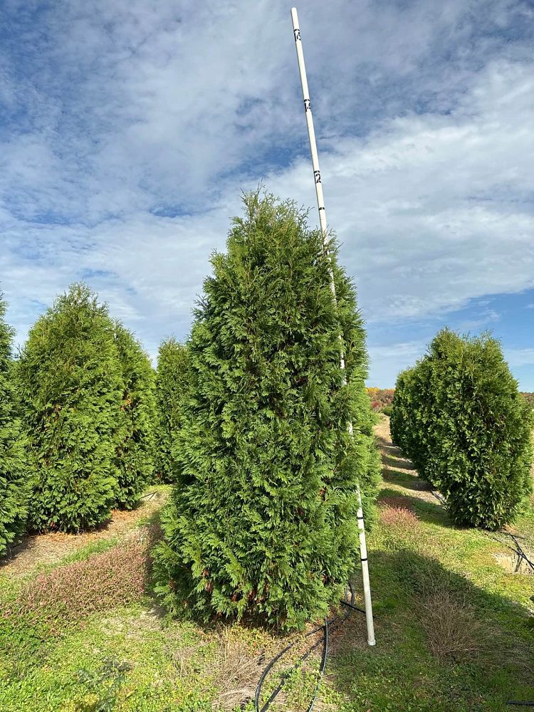thuja-occidentalis-nigra-arborvitae-dark-american-false-white-cedar
