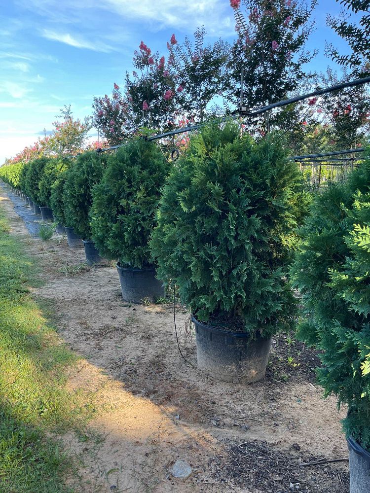 thuja-occidentalis-nigra-arborvitae-dark-american-false-white-cedar