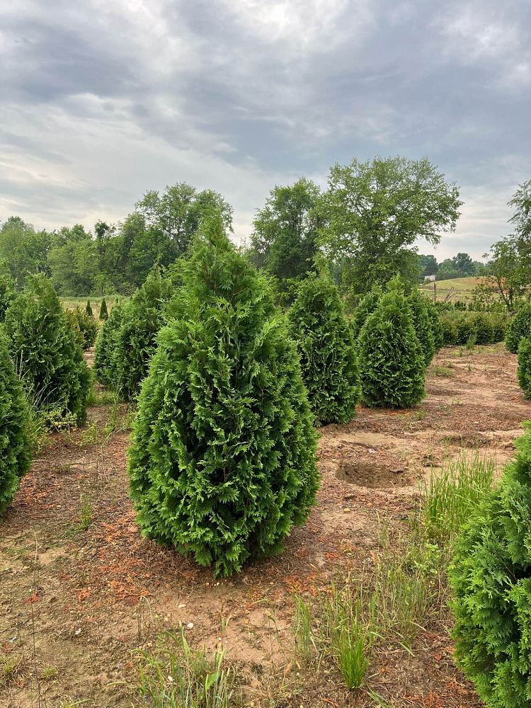thuja-occidentalis-nigra-arborvitae-dark-american-false-white-cedar