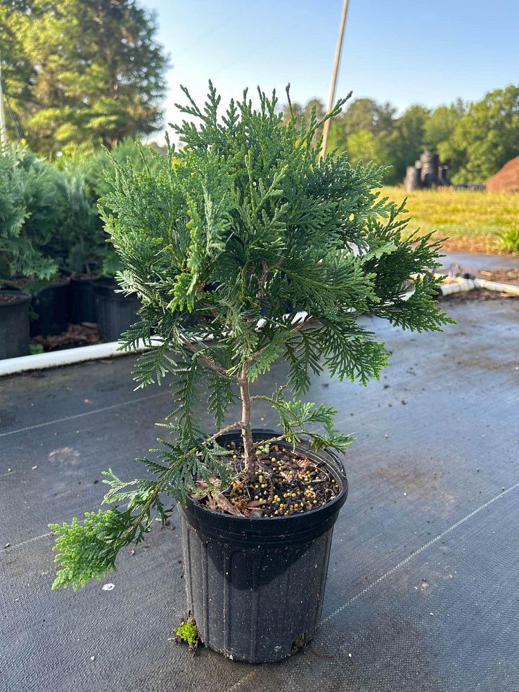thuja-occidentalis-nigra-arborvitae-dark-american-false-white-cedar