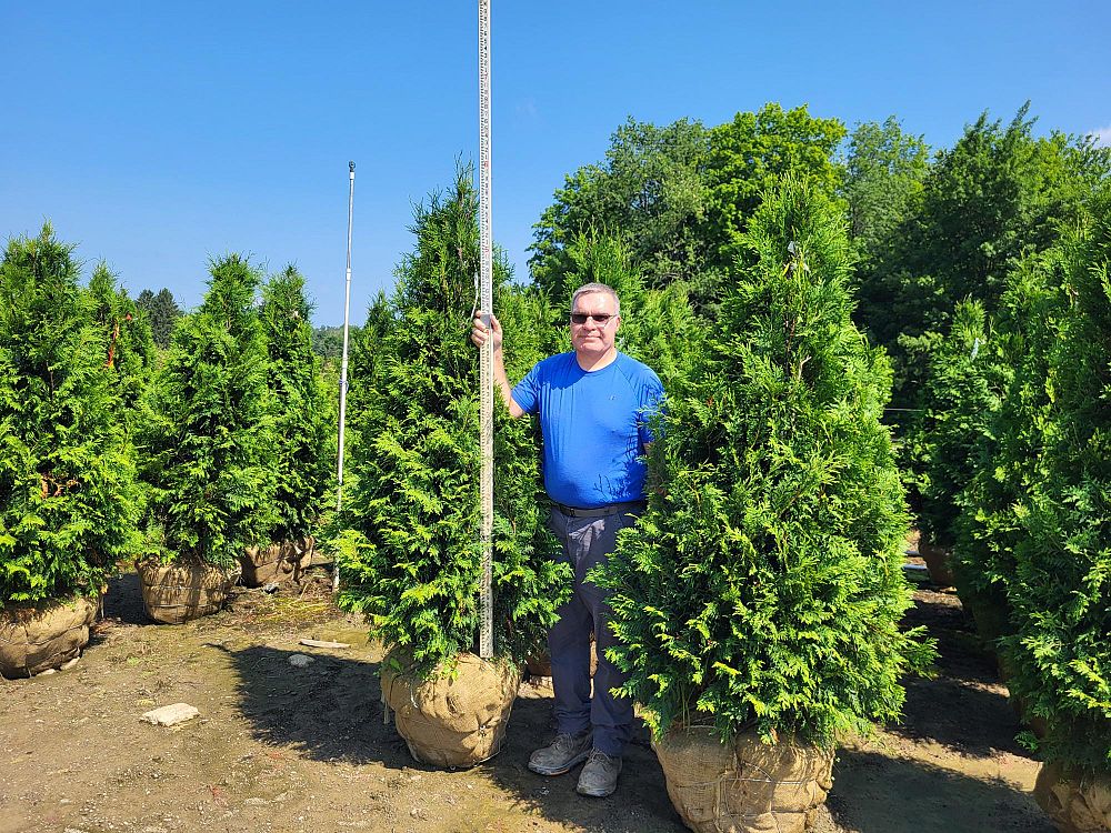 thuja-occidentalis-nigra-arborvitae-dark-american-false-white-cedar