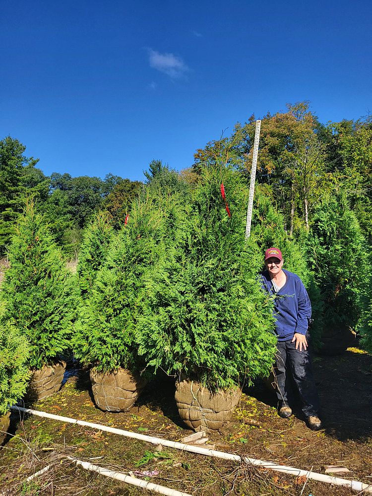 thuja-occidentalis-nigra-arborvitae-dark-american-false-white-cedar