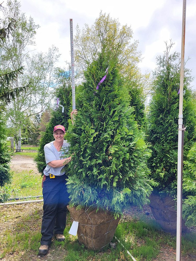 thuja-occidentalis-nigra-arborvitae-dark-american-false-white-cedar