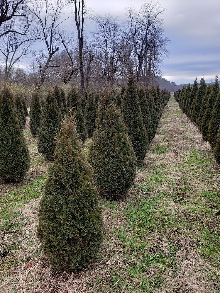 thuja-occidentalis-north-pole-arborvitae-false-white-cedar