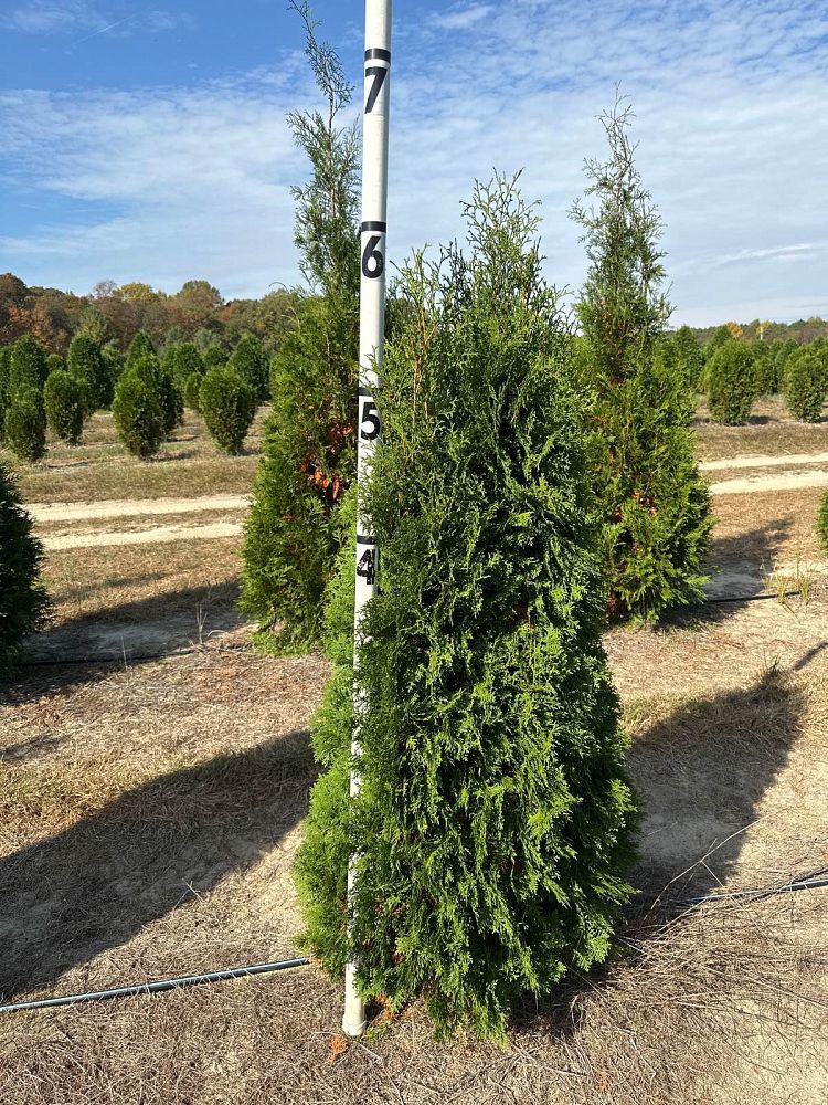 thuja-occidentalis-pyramidalis-arborvitae-false-white-cedar