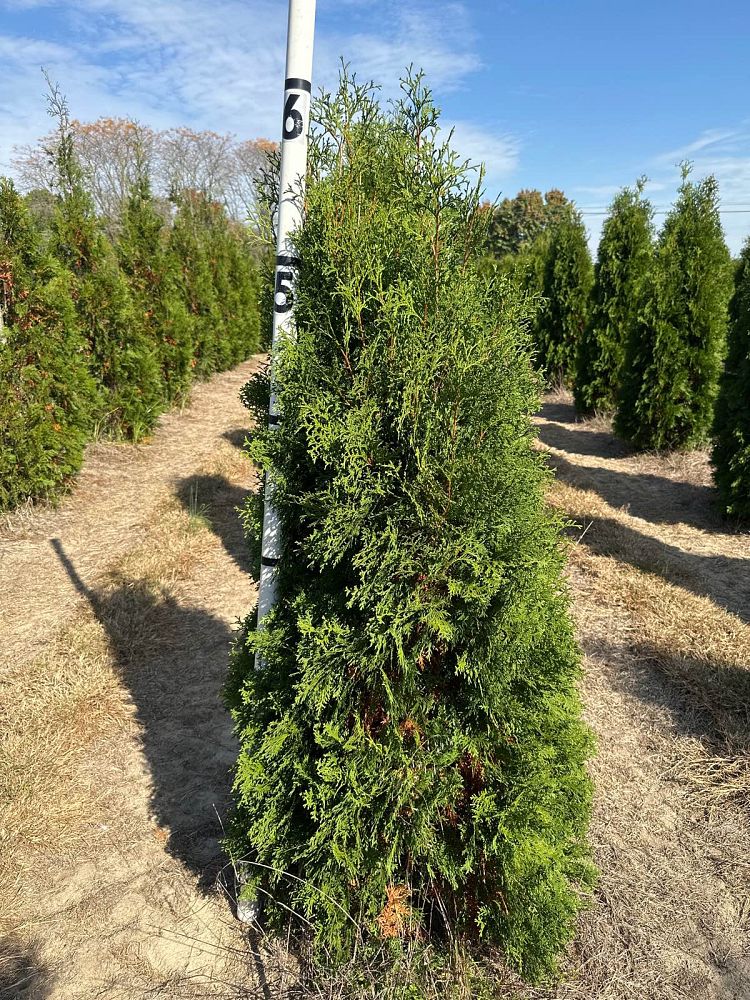 thuja-occidentalis-pyramidalis-arborvitae-false-white-cedar