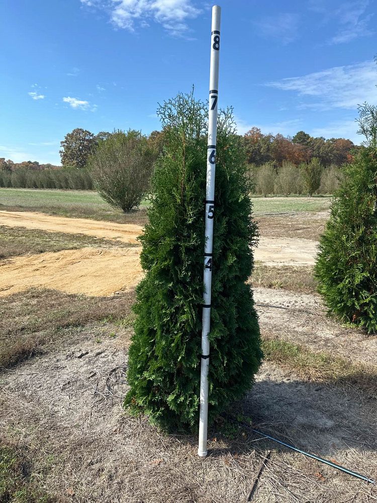 thuja-occidentalis-pyramidalis-arborvitae-false-white-cedar