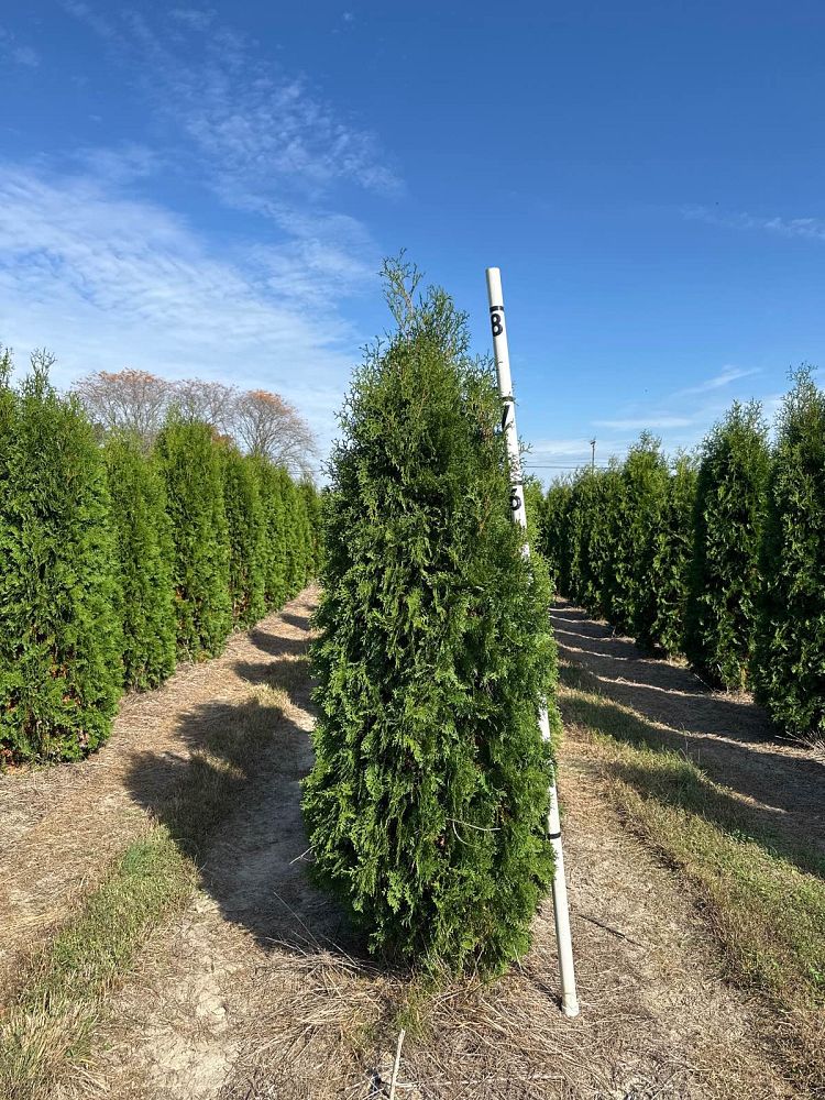 thuja-occidentalis-pyramidalis-arborvitae-false-white-cedar