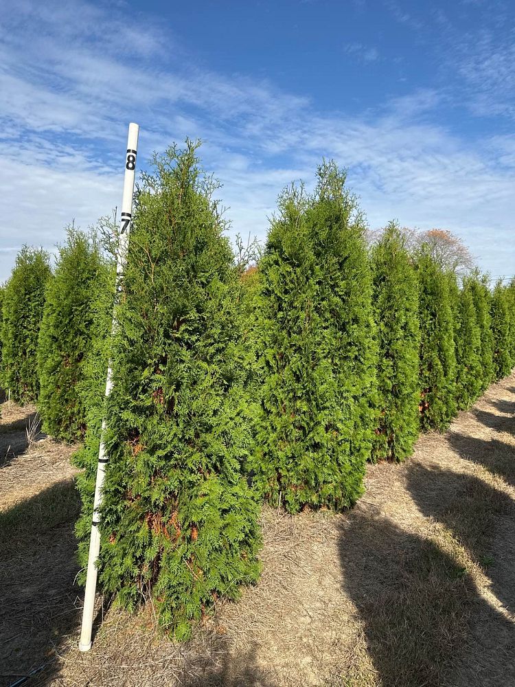 thuja-occidentalis-pyramidalis-arborvitae-false-white-cedar