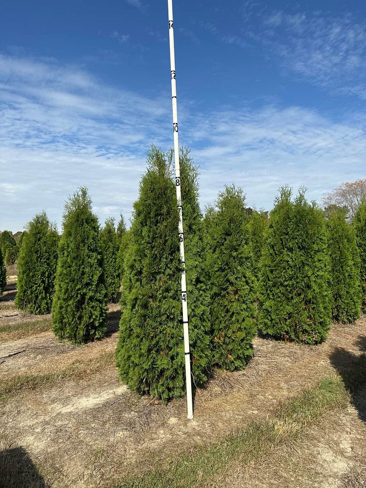 thuja-occidentalis-pyramidalis-arborvitae-false-white-cedar