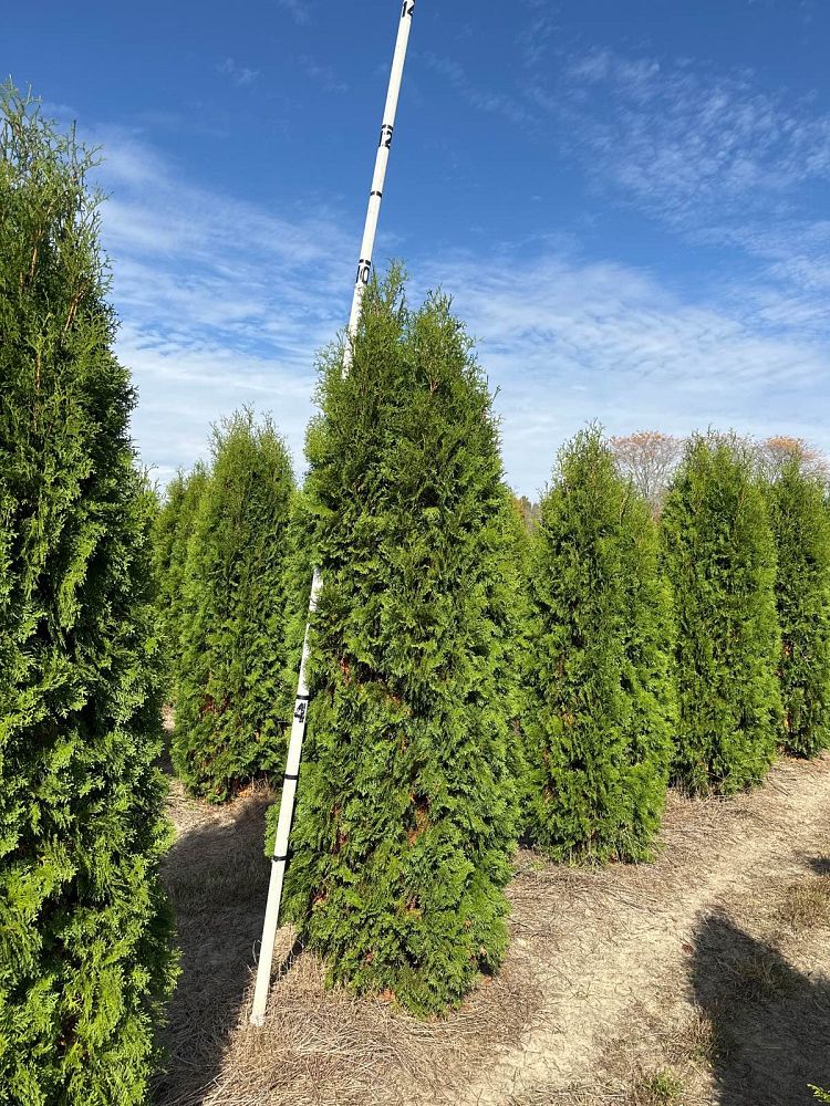 thuja-occidentalis-pyramidalis-arborvitae-false-white-cedar