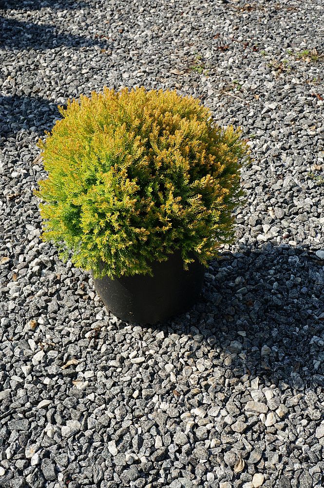 thuja-occidentalis-rheingold-arborvitae-false-white-cedar