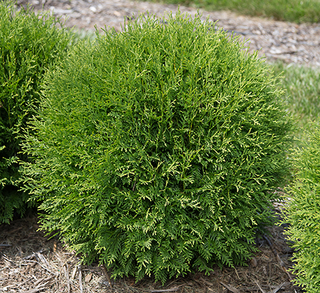 thuja-occidentalis-rutthu4-ppaf-planet-earth-arborvitae