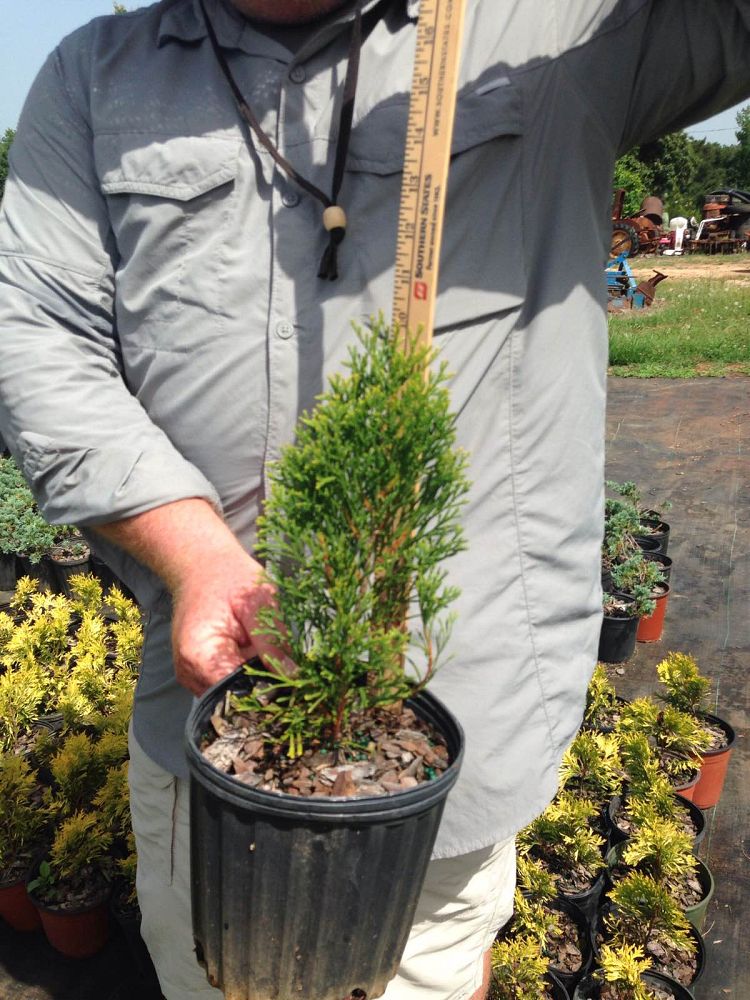 thuja-occidentalis-smaragd-arborvitae-emerald-green-false-white-cedar