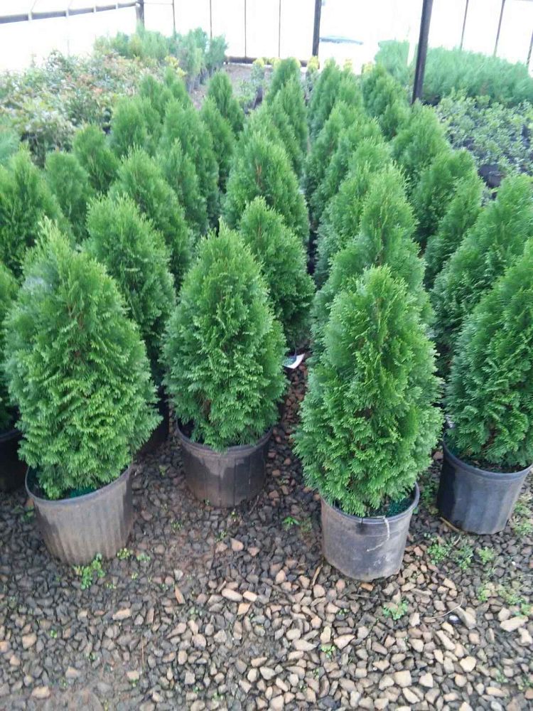 thuja-occidentalis-smaragd-arborvitae-emerald-green-false-white-cedar