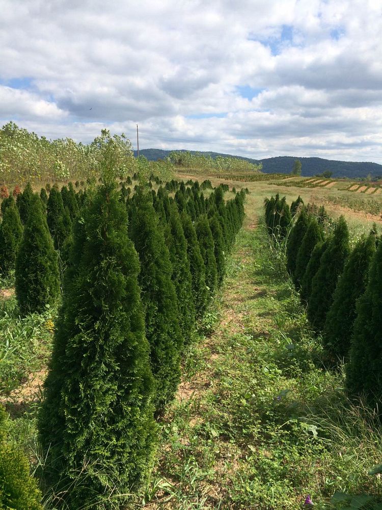 thuja-occidentalis-smaragd-arborvitae-emerald-green-false-white-cedar