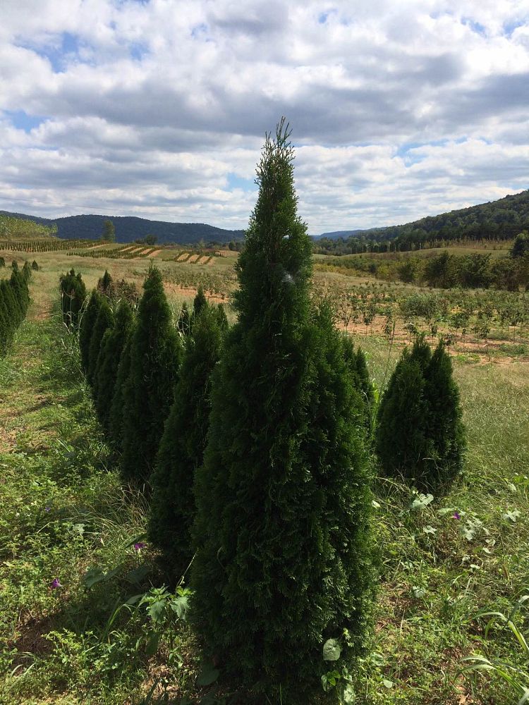 thuja-occidentalis-smaragd-arborvitae-emerald-green-false-white-cedar