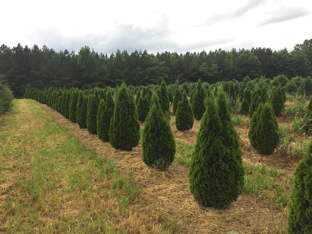 thuja-occidentalis-smaragd-arborvitae-emerald-green-false-white-cedar