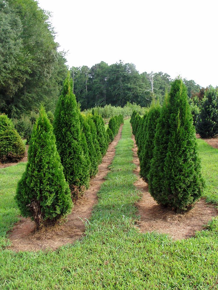 thuja-occidentalis-smaragd-arborvitae-emerald-green-false-white-cedar