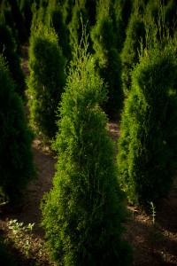 thuja-occidentalis-smaragd-arborvitae-emerald-green-false-white-cedar