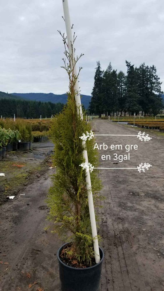 thuja-occidentalis-smaragd-arborvitae-emerald-green-false-white-cedar
