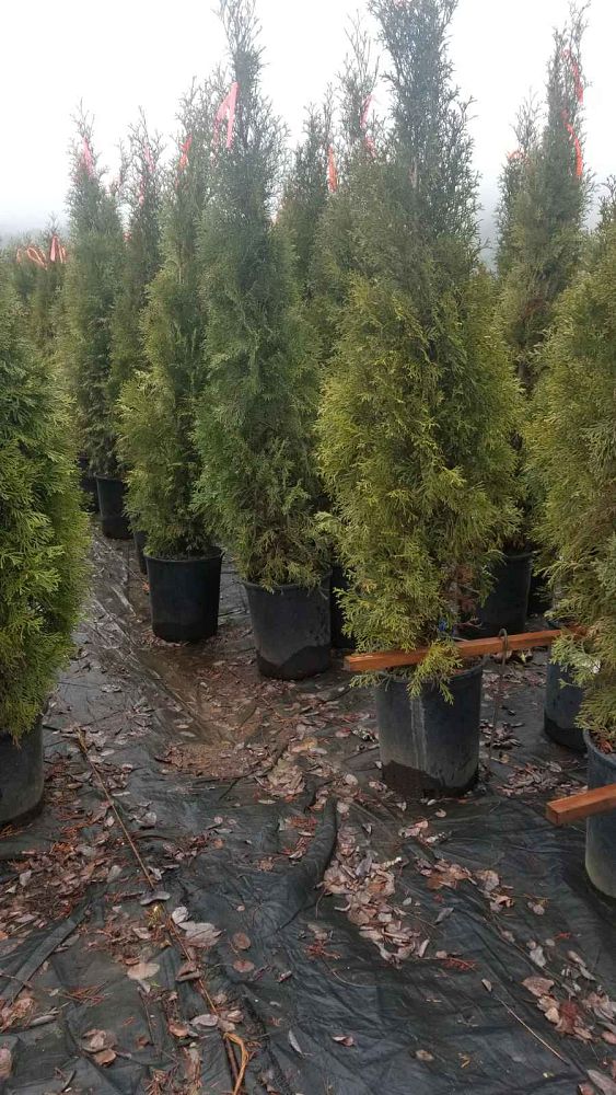 thuja-occidentalis-smaragd-arborvitae-emerald-green-false-white-cedar