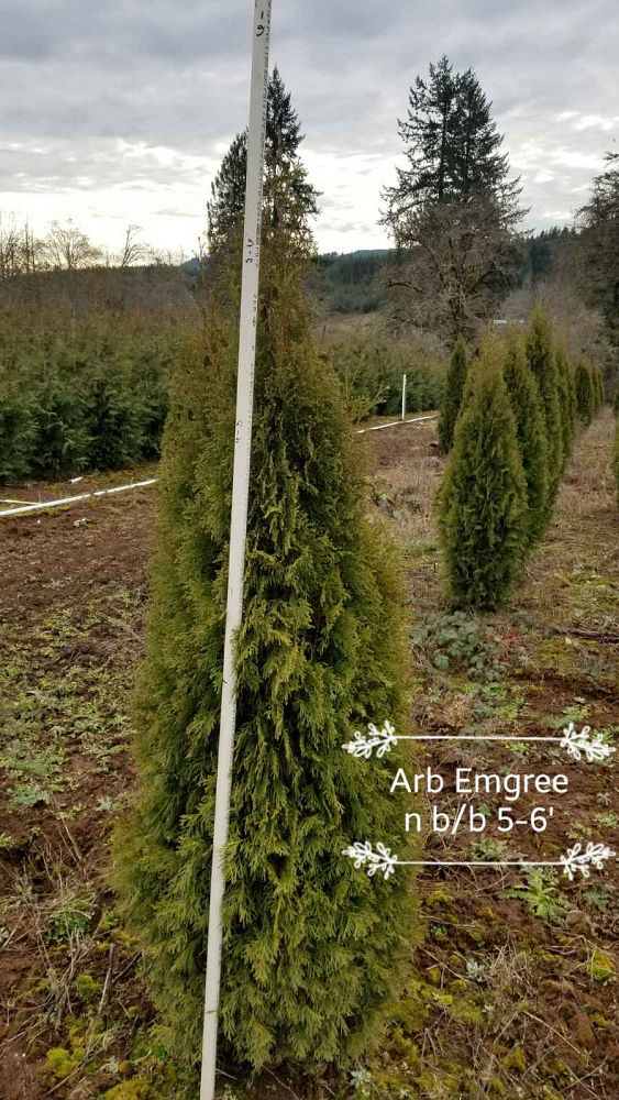 thuja-occidentalis-smaragd-arborvitae-emerald-green-false-white-cedar