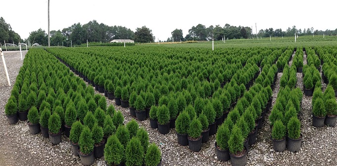 thuja-occidentalis-smaragd-arborvitae-emerald-green-false-white-cedar