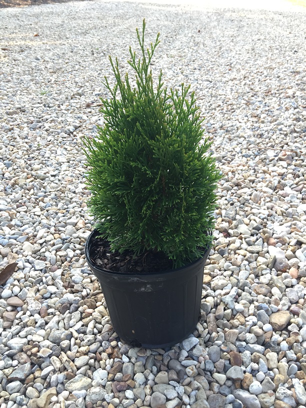 thuja-occidentalis-smaragd-arborvitae-emerald-green-false-white-cedar