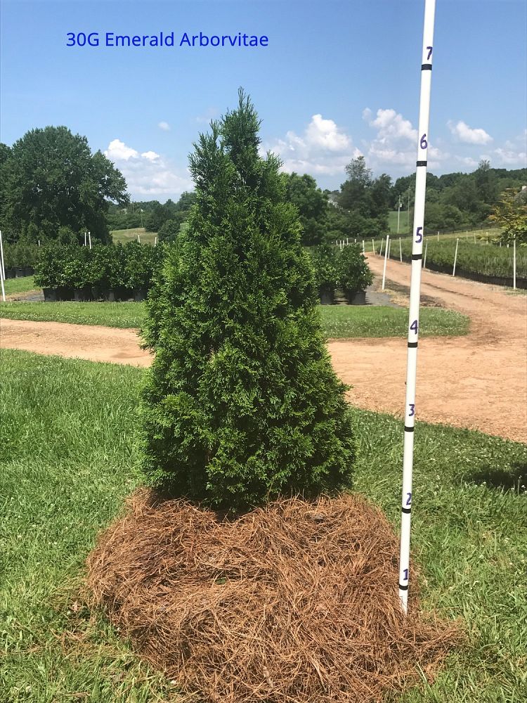 thuja-occidentalis-smaragd-arborvitae-emerald-green-false-white-cedar