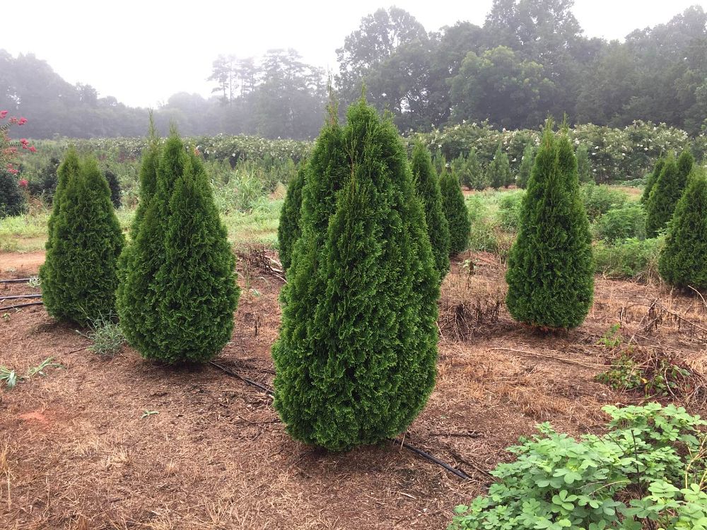 thuja-occidentalis-smaragd-arborvitae-emerald-green-false-white-cedar