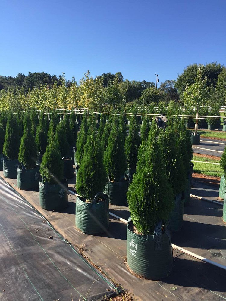 thuja-occidentalis-smaragd-arborvitae-emerald-green-false-white-cedar