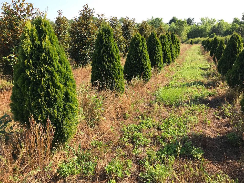 thuja-occidentalis-smaragd-arborvitae-emerald-green-false-white-cedar