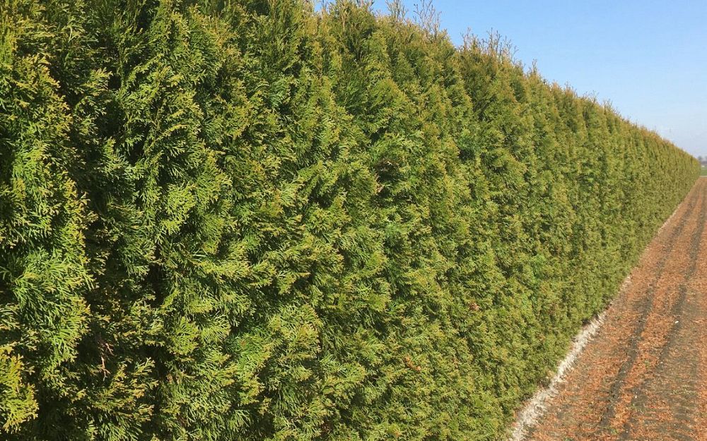 thuja-occidentalis-smaragd-arborvitae-emerald-green-false-white-cedar