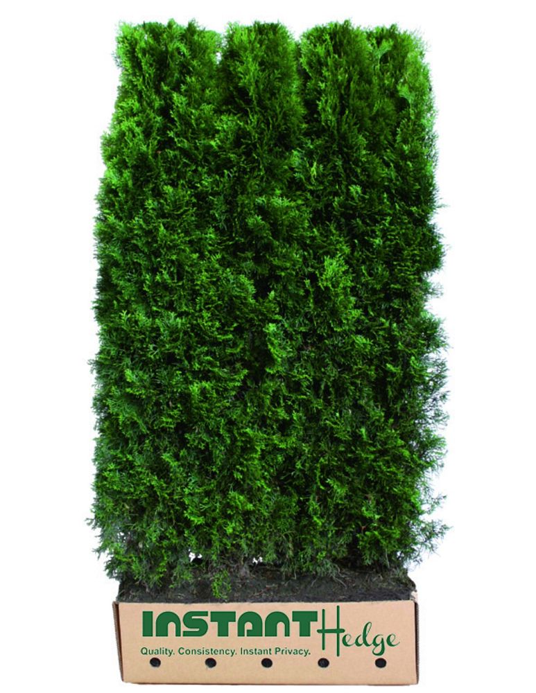 thuja-occidentalis-smaragd-arborvitae-emerald-green-false-white-cedar